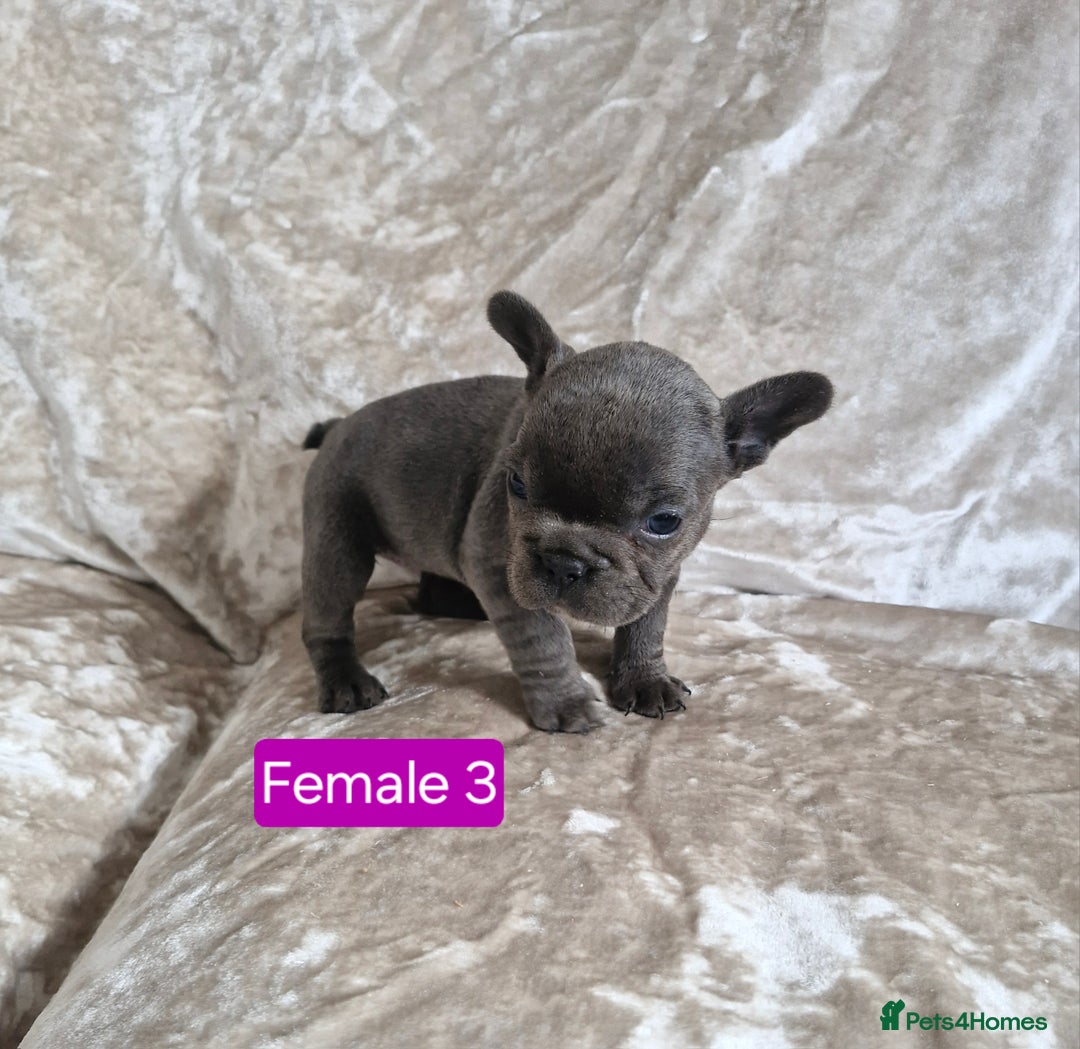 French Bulldog dogs for sale: French Bulldog Puppies  - Image 33