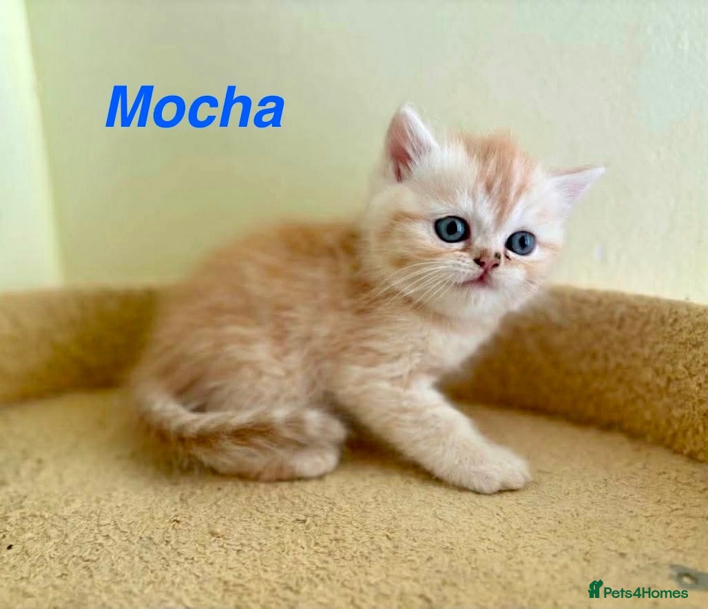 Persian cats *Last One* Reduced Beautiful Persian Exotic Kitten - Advert 5
