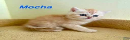 Persian cats for sale: Beautiful Persian Exotic Boy Kittens - Advert 19