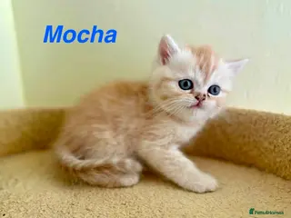 Persian cats *Last One* Reduced Beautiful Persian Exotic Kitten - Advert 5