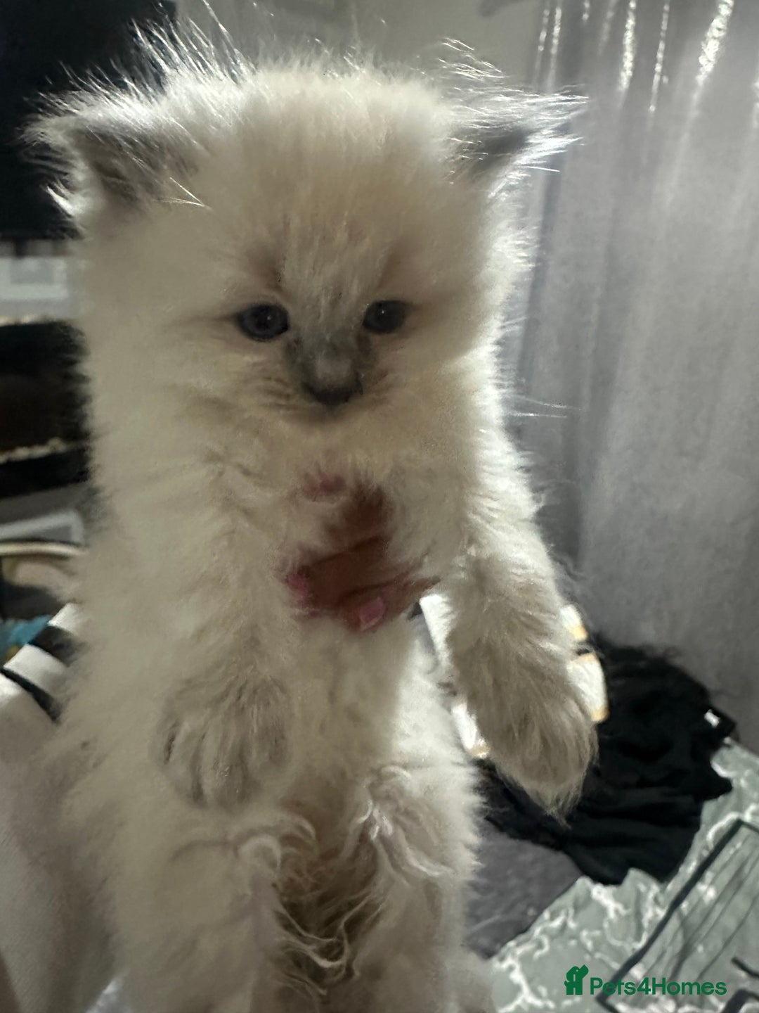 Ragdoll cats for sale: 5 blue eye fluffy ragdoll kittens  - Image 18