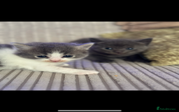 British Shorthair cats for sale: Beautiful British short hair cross kittens - Advert 8