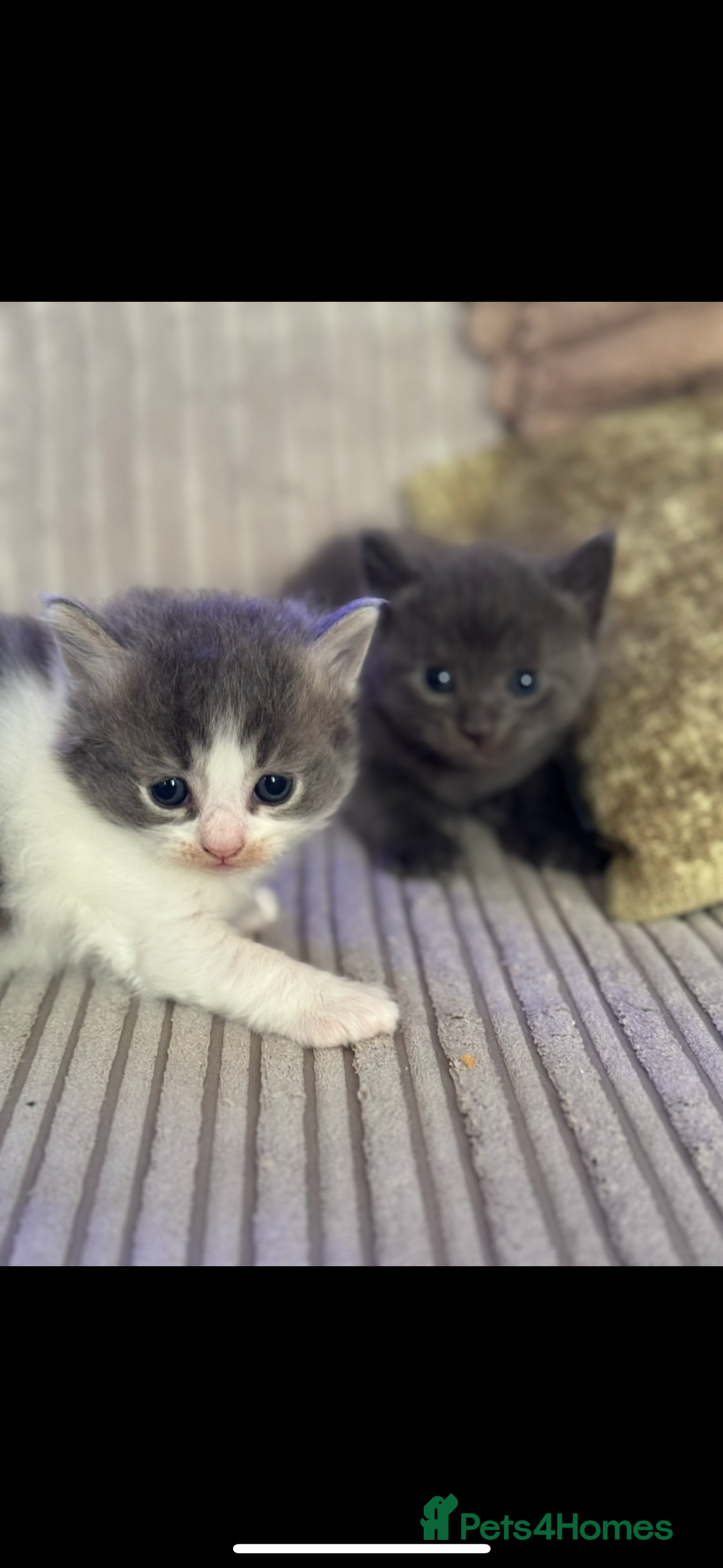 British Shorthair cats for sale: Beautiful British short hair cross kittens - Advert 8
