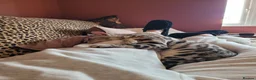 Bengal cats for sale: Beautiful Bengal girl looking for forever home - Advert 3