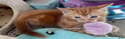 Mixed Breed cats for sale: Adorable bengal&tabby mix kittens  - Advert 14