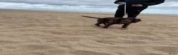 Sprocker dogs for sale: 8 month old chocolate Sprocker spaniel  - Advert 4