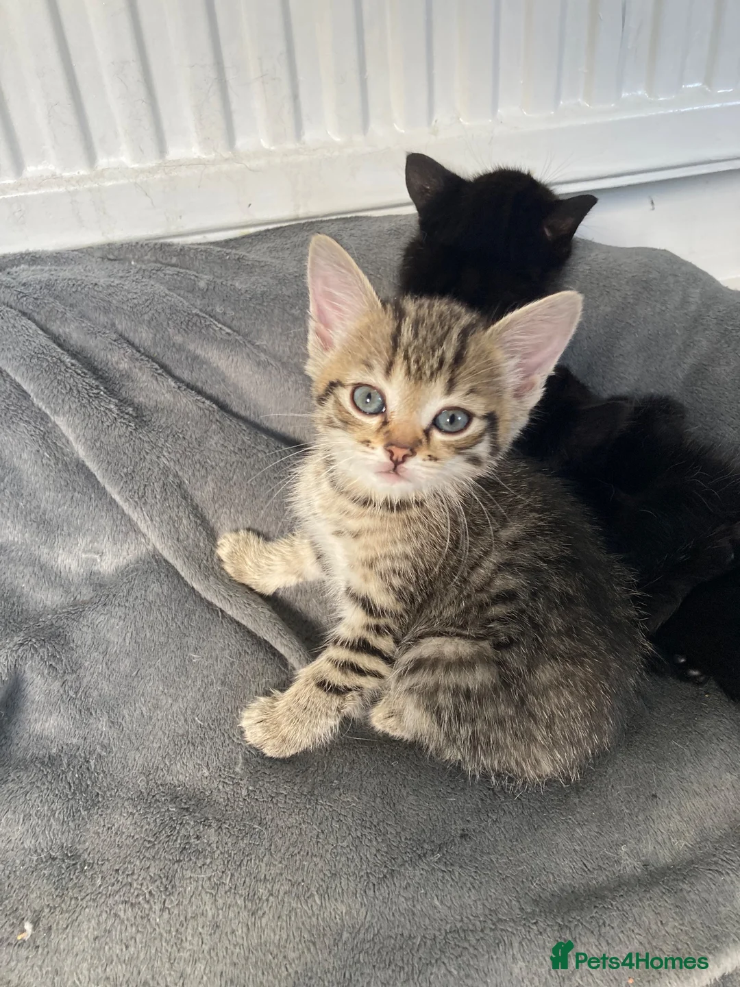 Mixed Breed cats for sale: Kittens for sale in Peterborough - Advert 6