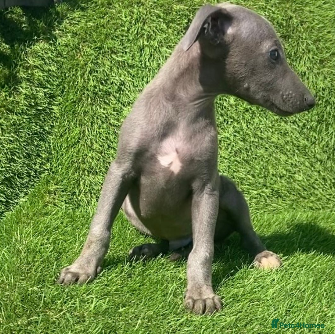 Whippet dogs for sale: Kc whippet pups  - Image 16