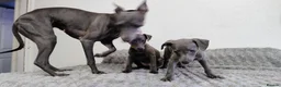 Whippet dogs for sale: (Solid) Blue Whippet KC Registered Puppies - Advert 7