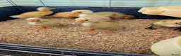 Ducks poultry for sale: Beautiful hatch of Runner Ducklings - Advert 5