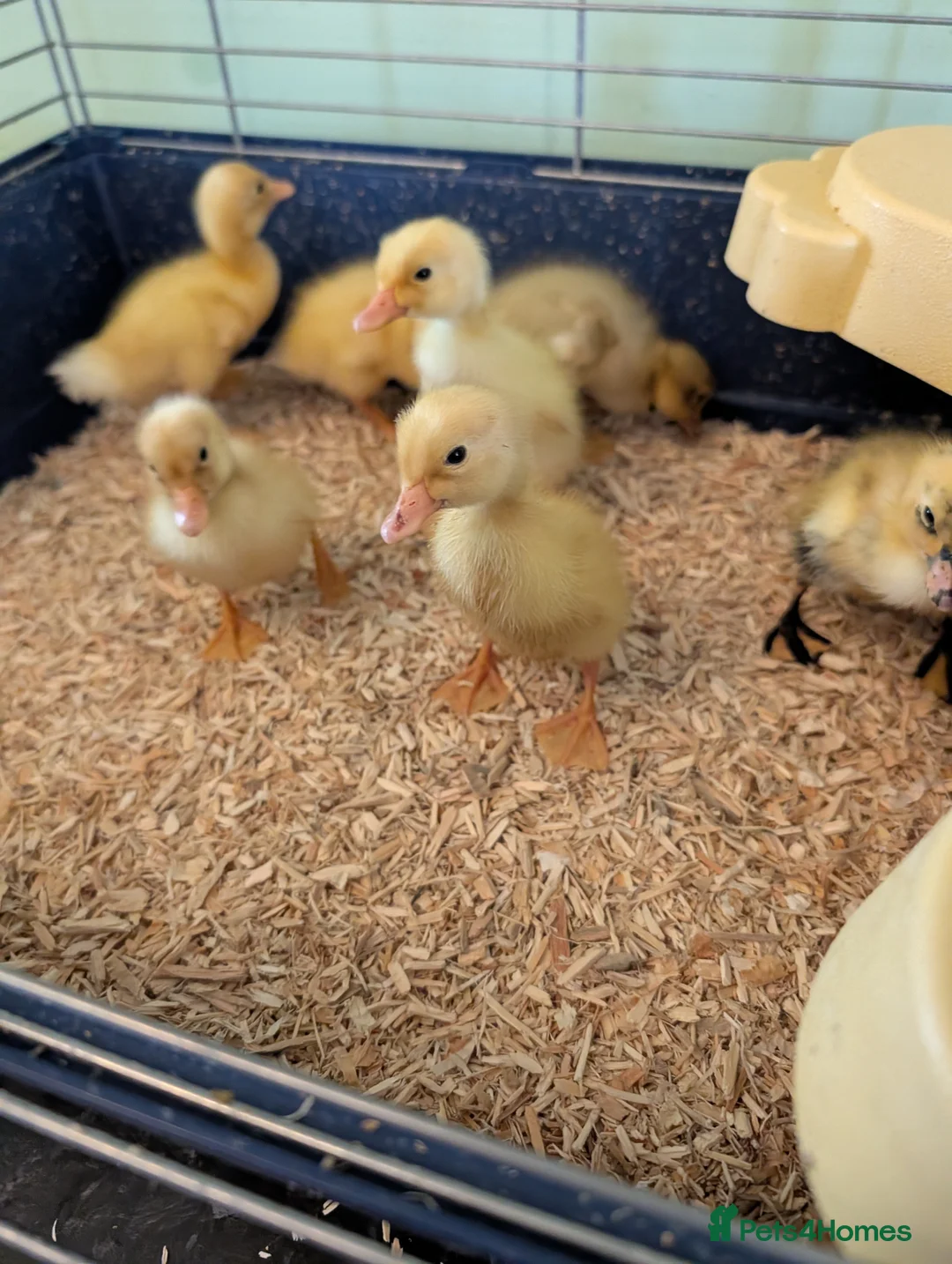 Ducks poultry for sale: Beautiful hatch of Runner Ducklings - Advert 5