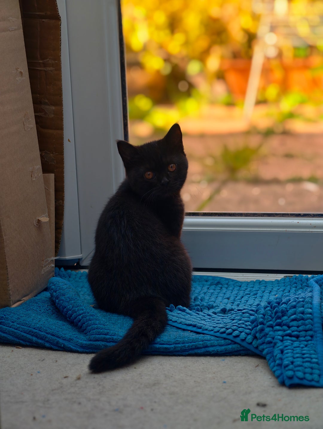 Scottish Fold cats for sale: 3 lovely kittens looking for new family  - Image 16