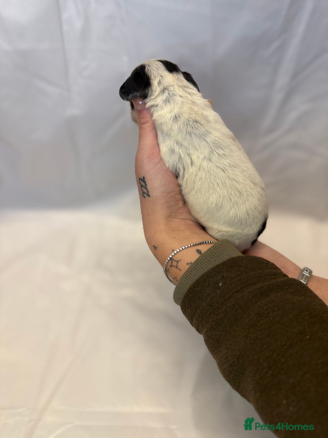 Cocker Spaniel dogs for sale: Bred From Extensively Health Tested Parents  - Advert 14