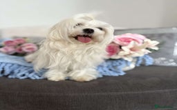 Maltese dogs for sale: 1 KC Maltese Puppy Boy READY NOW  - Image 6