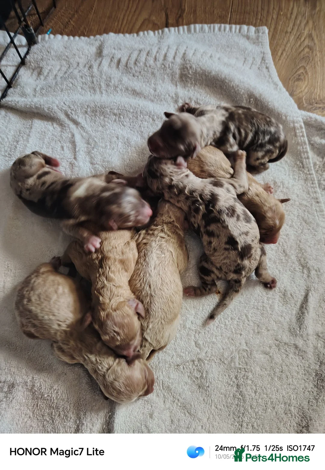 Mixed Breed dogs for sale: Rare double coat sprockerpoos - Advert 19