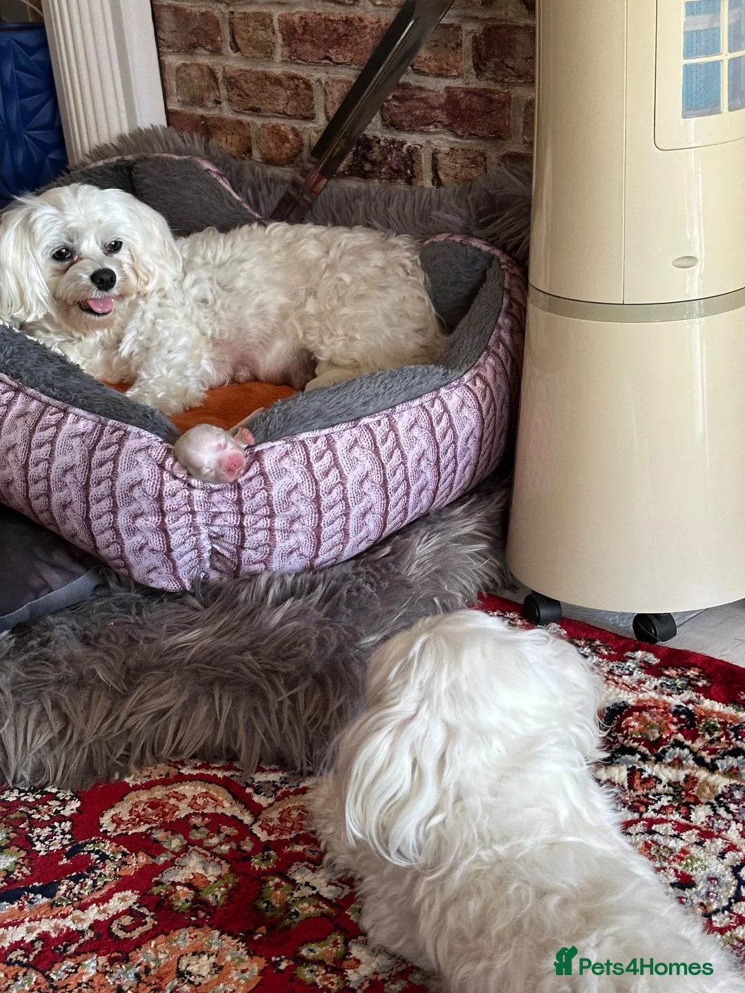 Maltese dogs for sale: Selling Bichon Maltese  - Advert 8