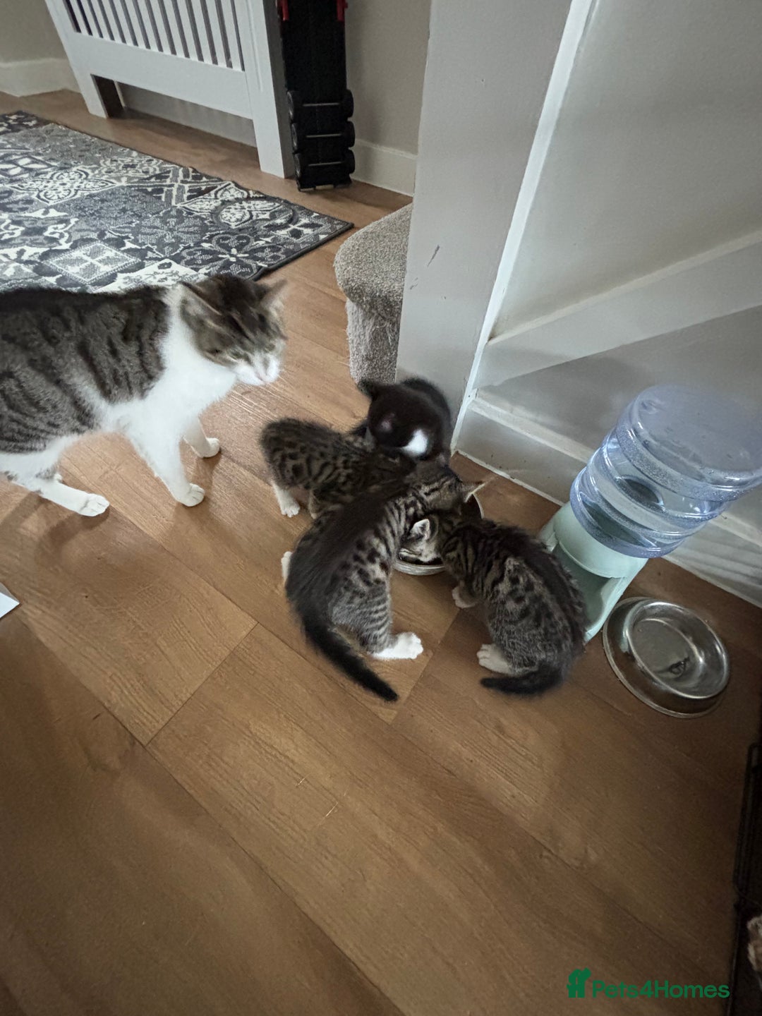Mixed Breed cats for sale: Kittens ready for their new homes - Image 18