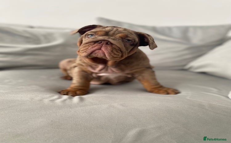 English Bulldog dogs - Advert 1