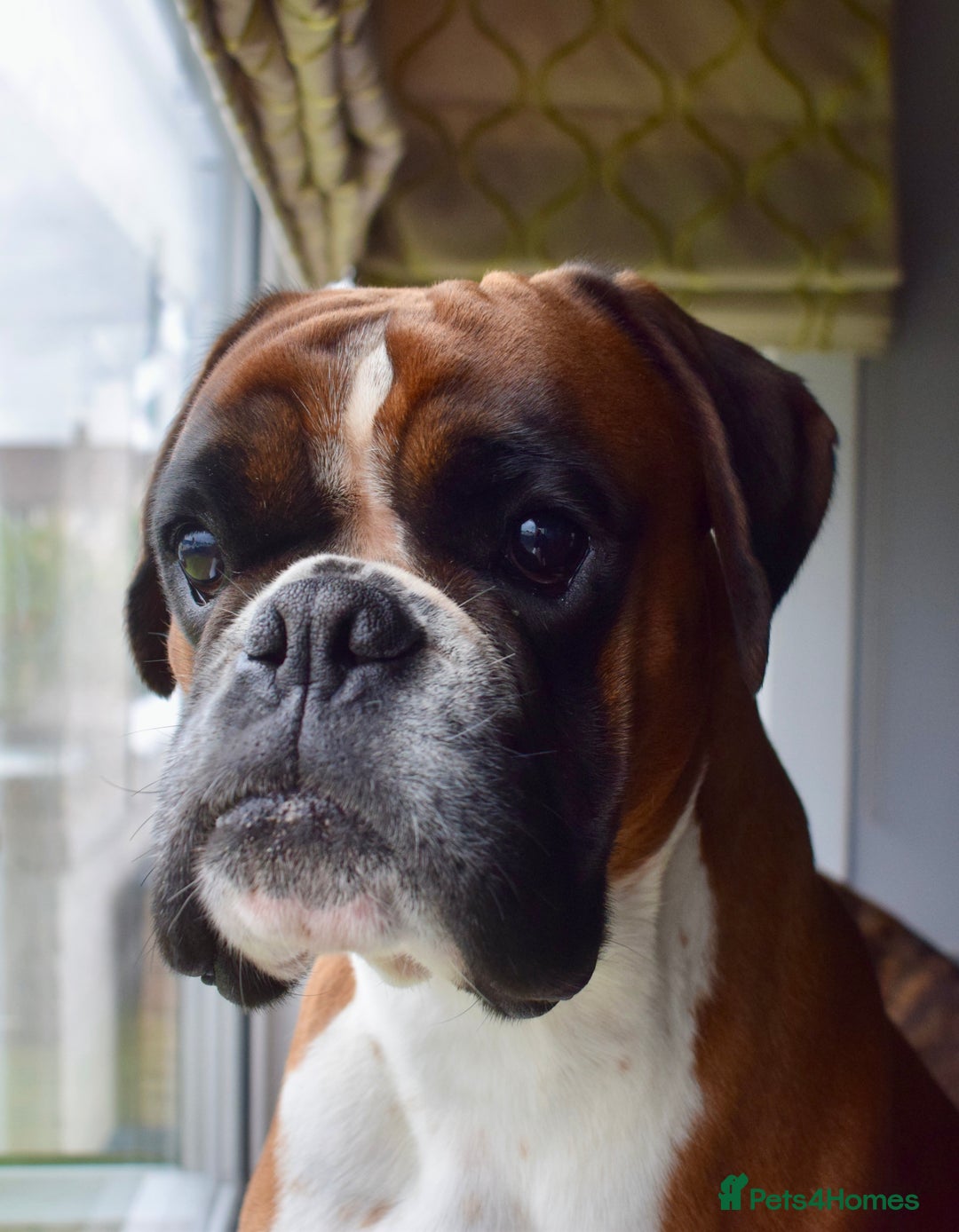 Boxer dogs for stud: Fully Health tested euro / kc reg Boxsanuk Gelso  in Newcastle upon Tyne - Image 2