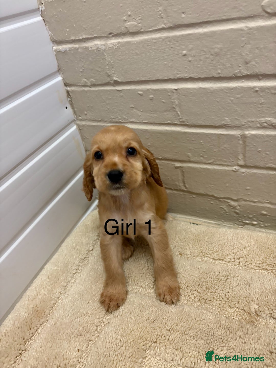 Cocker Spaniel dogs for sale: SHOW TYPE COCKER SPANIELS PUPPIES  - Advert 18