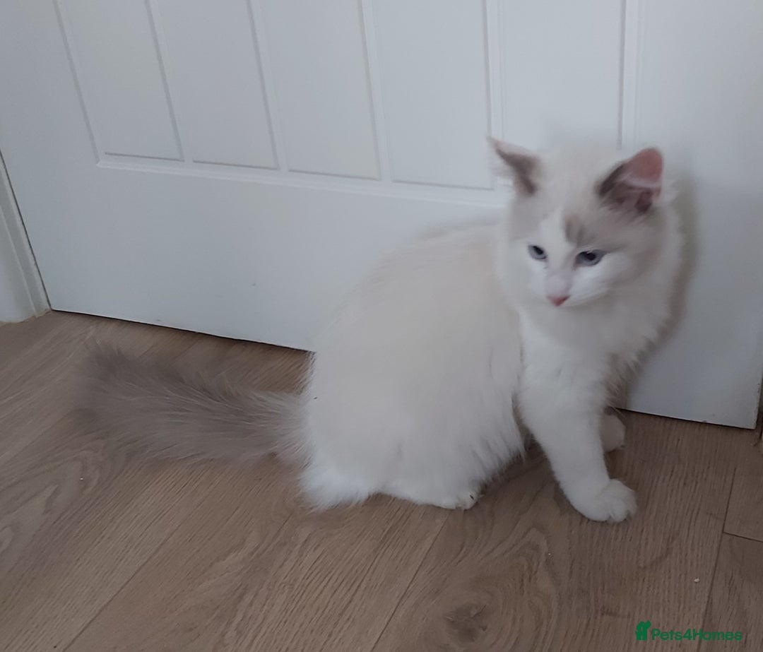 Ragdoll cats for sale: RAGDOLL BICOLOUR BOY BLUE EYES READY NOW! - Image 26