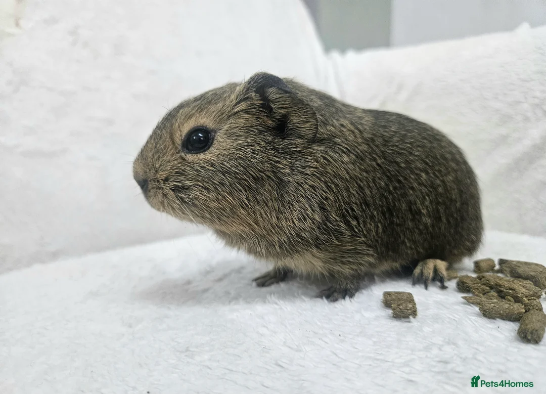 Guinea Pig rodents for sale: X3 male guinea pigs now ready in Poole - Advert 23