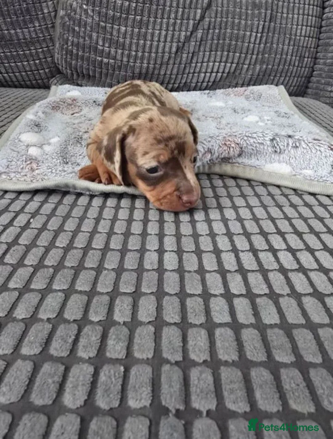 Miniature Dachshund dogs for sale: Miniature Dachshund litter of 4 puppies  - Advert 2