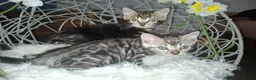 Bengal cats for sale:  Premium Bengal Kittens – 5★ Licensed Cattery - Advert 9