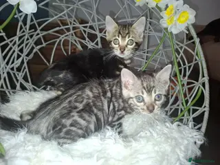 Bengal cats Outstanding Bengal Kittens– 5★ Licensed Cattery - Advert 5