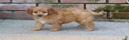 Cockapoo dogs for sale: Beautiful Cockapoo puppies for sale  - Advert 13