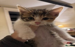 Domestic Shorthair cats for sale: Beautiful tabby female and accessories  - Image 4