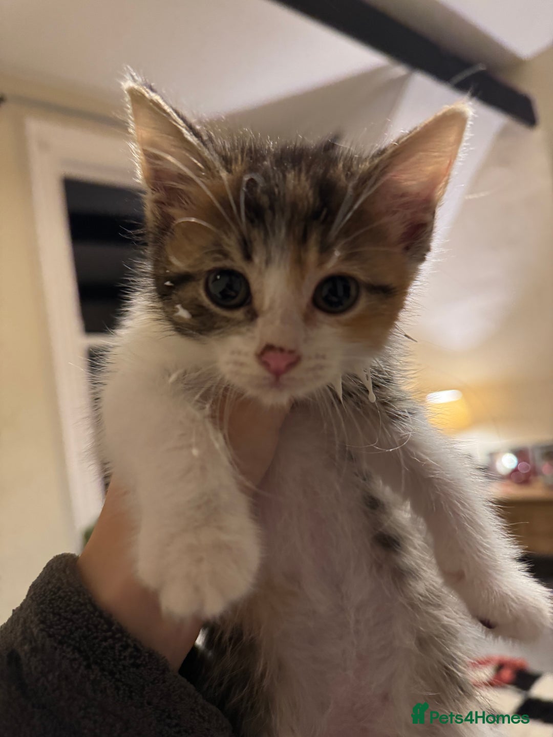 Domestic Shorthair cats for sale: Beautiful tabby female and accessories  - Image 4
