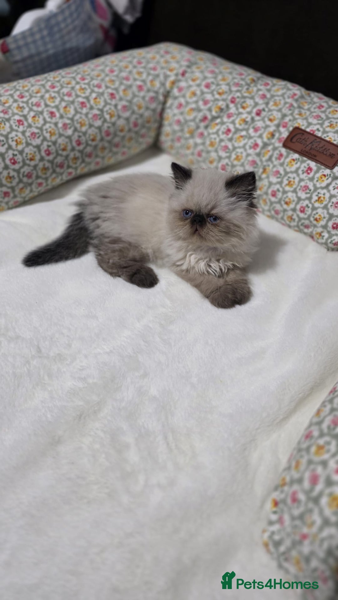 Persian cats for sale: Himalayan Persian Kittens  - Advert 8