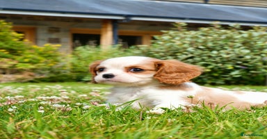Cavalier King Charles Spaniel dogs - Advert 3