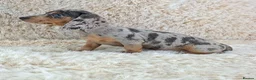 Miniature Dachshund dogs for sale: KC Registered Miniature Dachshund Puppies  - Advert 16