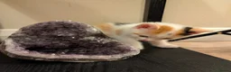 Mixed Breed cats for sale: Five Beautiful Female Kittens in Oxford - Advert 8