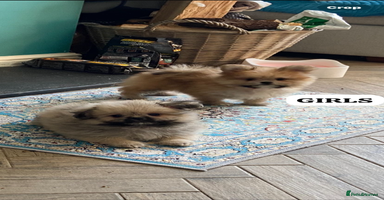 Mixed Breed dogs - Advert 10
