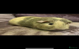 Guinea Pig rodents for sale: Guinea Pigs Due   - Advert 1