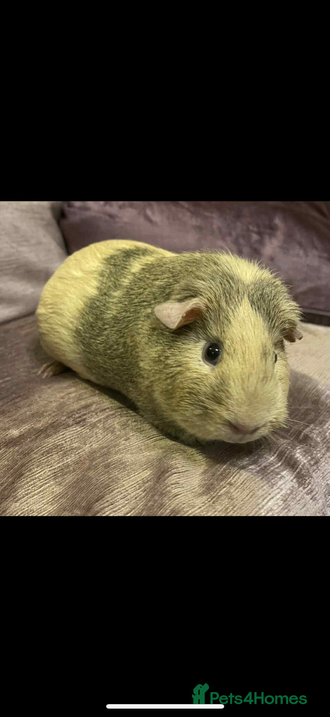 Guinea Pig rodents for sale: Guinea Pigs Due   - Advert 1