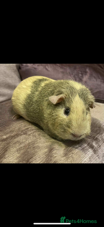 Guinea Pig rodents Guinea Pigs Due - Advert 1