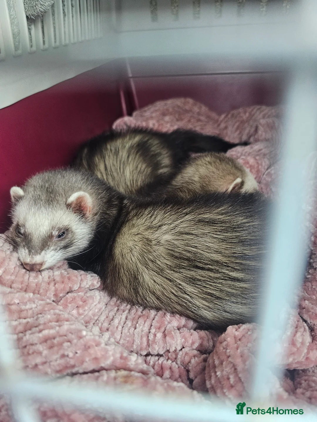 Ferret rodents for sale: 2 Female ferrets - Advert 9
