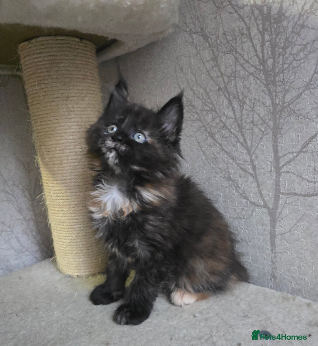 Maine Coon cats for sale: Beautiful Tica registered girls - Advert 7