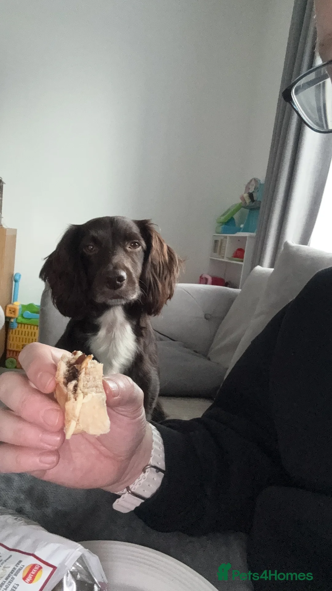 Cocker Spaniel dogs for sale: Woody - cocker spaniel boy  - Advert 4