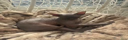 Sphynx cats for sale: 17 week old Sphynx  - Advert 5