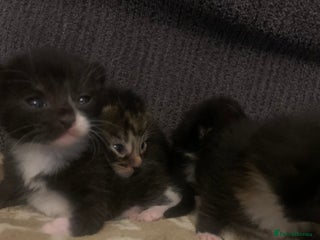 Mixed Breed cats Lovely fluffy playful kittens - Advert 3