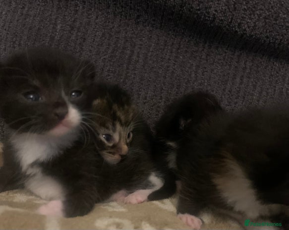 Mixed Breed cats Lovely fluffy playful kittens - Advert 4