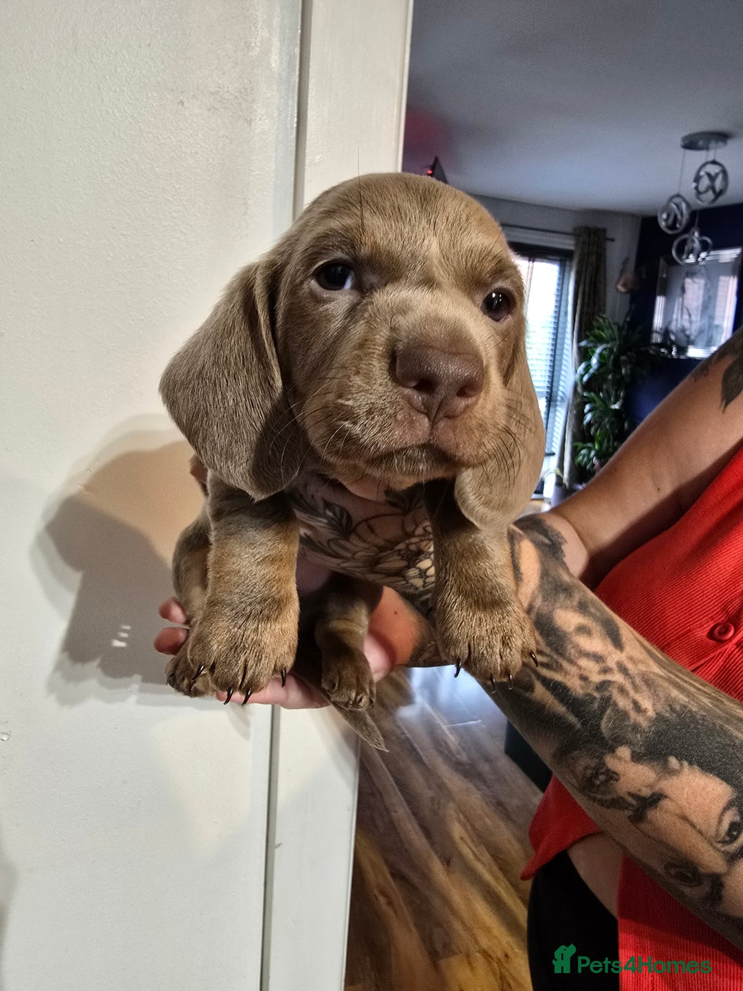 Dachshund dogs for sale: Short and long hair miniature dashund  - Image 21