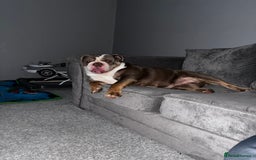 English Bulldog dogs for sale: English bulldog  - Image 2