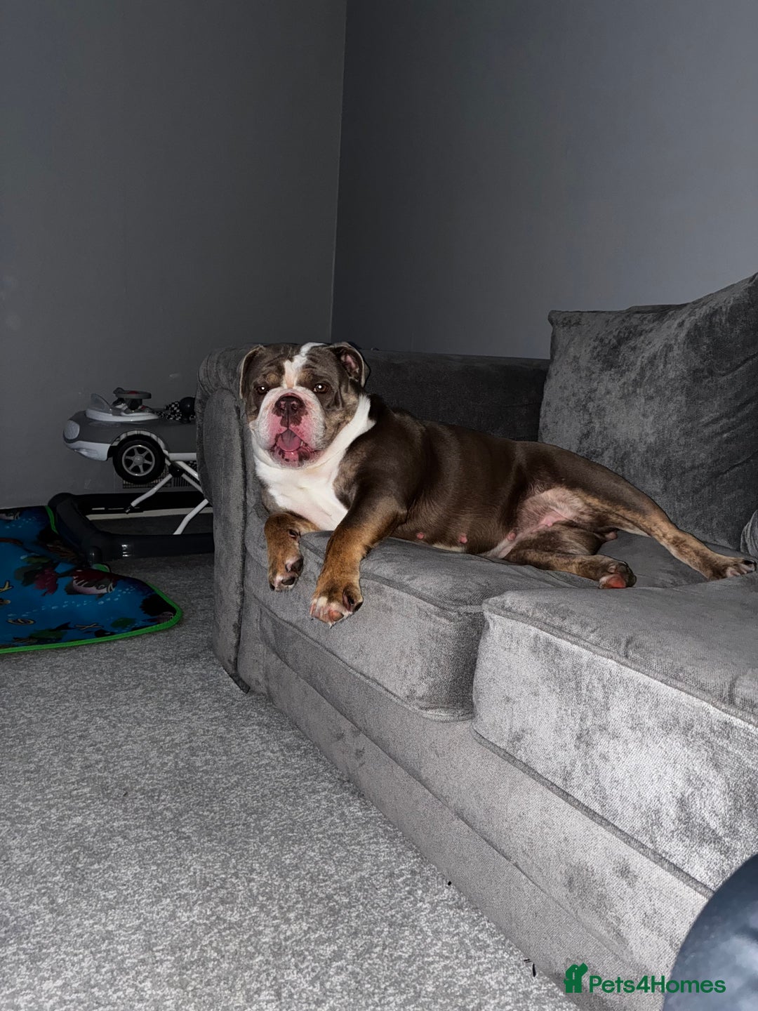 English Bulldog dogs for sale: English bulldog  - Image 2