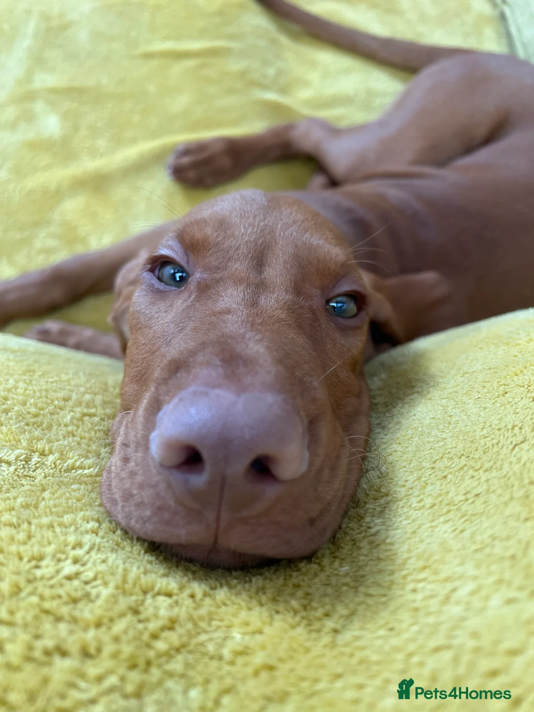 Hungarian Vizsla dogs for stud: Thor *PROVEN* 🇸🇮 Slovenian Champion bloodlines  - Advert 9